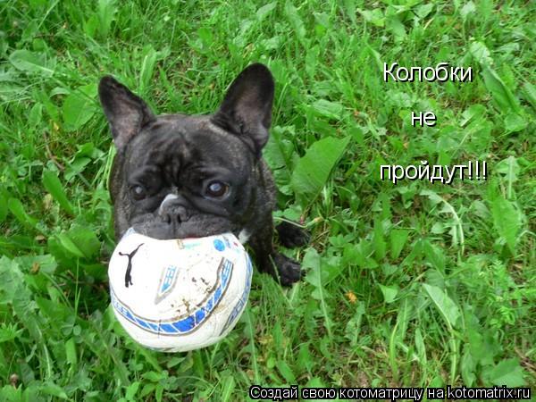 Котоматрица: Колобки  не пройдут!!!