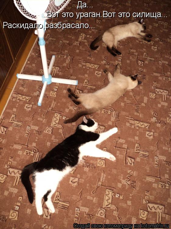Да... Вот это ураган.Вот это силища... Раскидало,разбрасало...... Котоматрица: Да... Вот это ураган.Вот это силища... Раскидало,разбрасало...