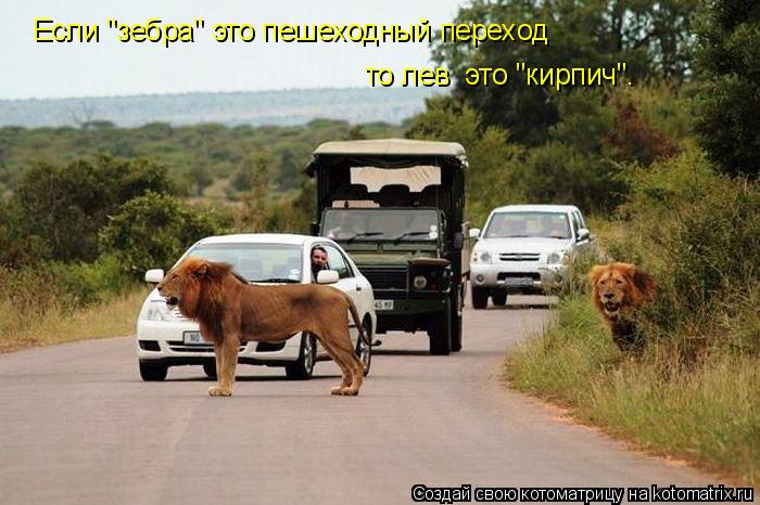 Если "зебра" это пешеходный переход то лев это "кирпич".... Котоматрица: Если "зебра" это пешеходный переход то лев это "кирпич".