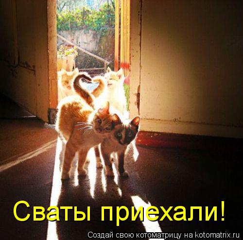 Котоматрица: Сваты приехали!