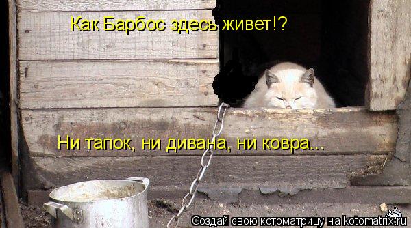 Как Барбос здесь живет!? Ни тапок, ни дивана, ни ковра...... Котоматрица: Как Барбос здесь живет!? Ни тапок, ни дивана, ни ковра...