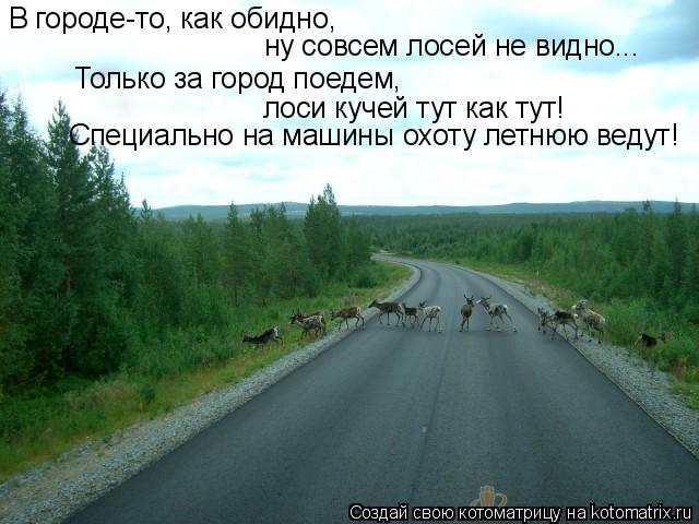 В городе-то, как обидно, ну совсем лосей не видно... Только за город поедем, лоси кучей тут как тут! ... Котоматрица: В городе-то, как обидно, ну совсем лосей не видно... Только за город поедем, лоси кучей тут как тут! Специально на машины охоту летнюю ведут!