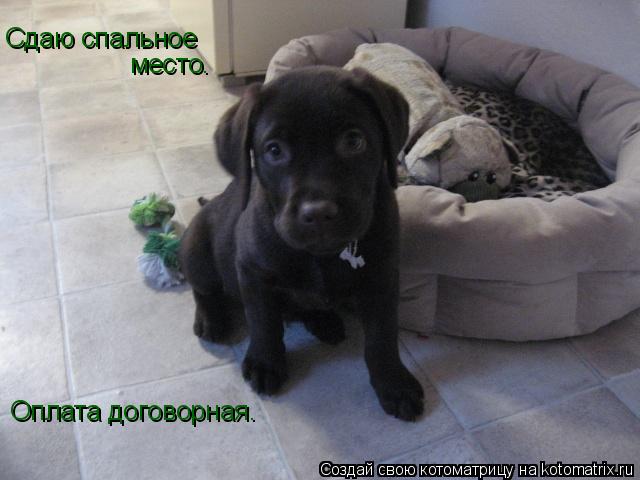 Сдаю спальное место. Оплата договорная.... Котоматрица: Сдаю спальное место. Оплата договорная.