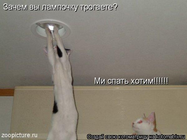 Зачем вы лампочку трогаете? Ми спать хотим!!!!!!... Котоматрица: Зачем вы лампочку трогаете? Ми спать хотим!!!!!!