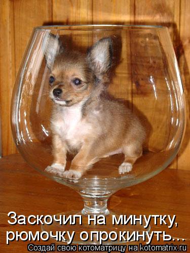 Заскочил на минутку, рюмочку опрокинуть...... Котоматрица: Заскочил на минутку, рюмочку опрокинуть...
