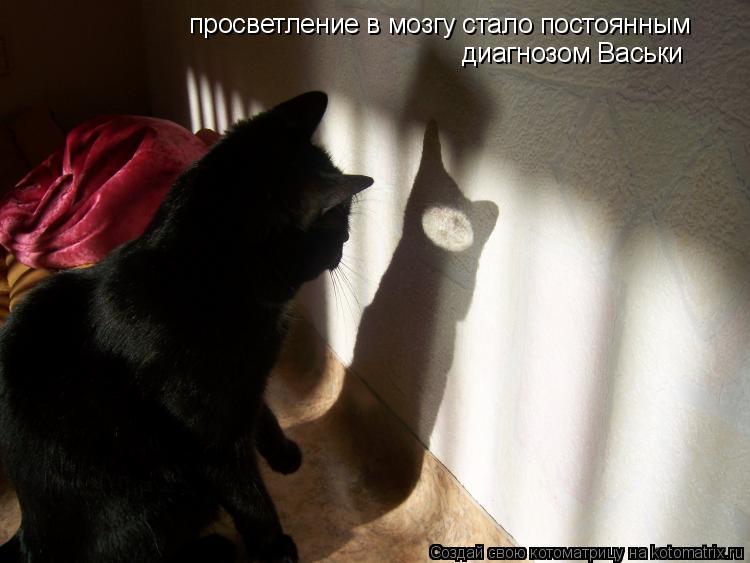 просветление в мозгу стало постоянным диагнозом Васьки... Котоматрица: просветление в мозгу стало постоянным диагнозом Васьки