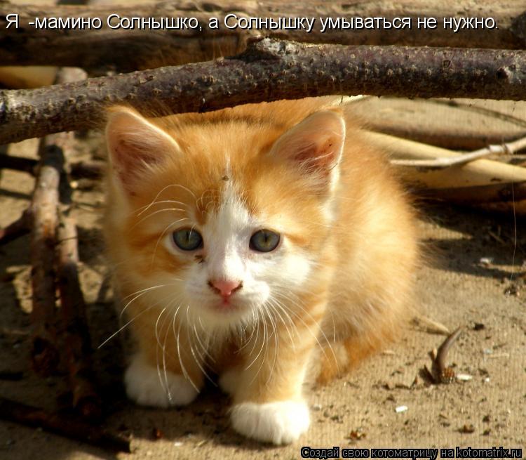 Я -мамино Солнышко, а Солнышку умываться не нужно.... Котоматрица: Я -мамино Солнышко, а Солнышку умываться не нужно.