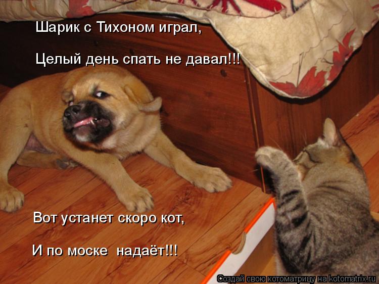 Шарик с Тихоном играл, Целый день спать не давал!!! Вот устанет скоро кот, И по моске надаёт!!!... Котоматрица: Шарик с Тихоном играл, Целый день спать не давал!!! Вот устанет скоро кот, И по моске надаёт!!!