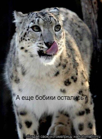 А еще бобики остались?... Котоматрица: А еще бобики остались?