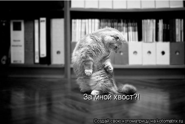 За мной хвост?!... Котоматрица: За мной хвост?!