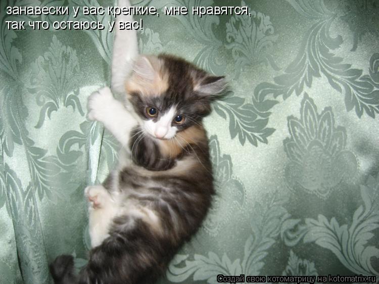 занавески у вас крепкие, мне нравятся, так что остаюсь у вас!... Котоматрица: занавески у вас крепкие, мне нравятся, так что остаюсь у вас!