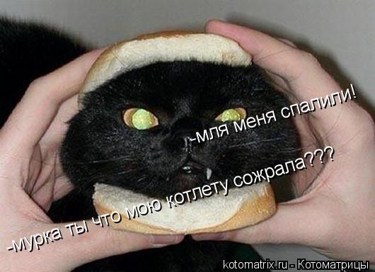 -мурка ты что мою котлету сожрала??? -мля меня спалили!... Котоматрица: -мурка ты что мою котлету сожрала??? -мля меня спалили!