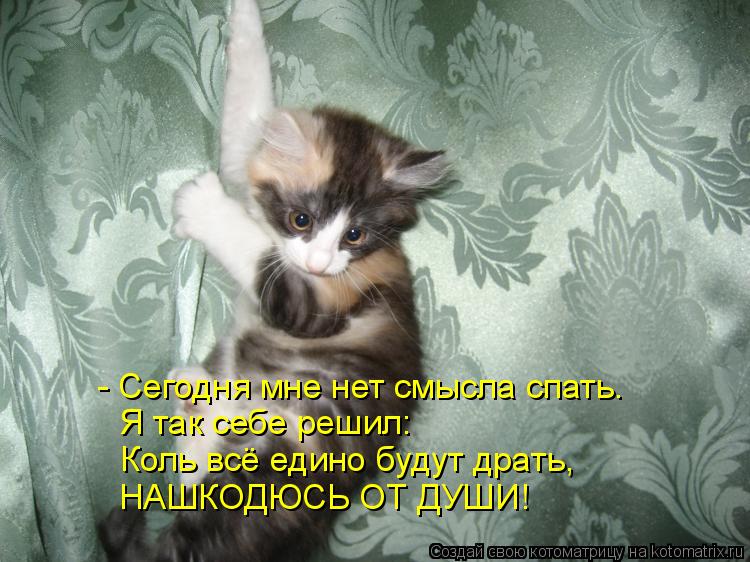 - Сегодня мне нет смысла спать. Я так себе решил: Коль всё едино будут драть, НАШКОДЮСЬ ОТ ДУШИ!... Котоматрица: - Сегодня мне нет смысла спать. Я так себе решил: Коль всё едино будут драть, НАШКОДЮСЬ ОТ ДУШИ!