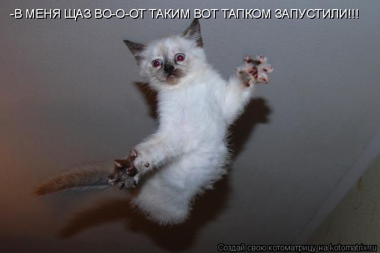 -В МЕНЯ ЩАЗ ВО-О-ОТ ТАКИМ ВОТ ТАПКОМ ЗАПУСТИЛИ!!!... Котоматрица: -В МЕНЯ ЩАЗ ВО-О-ОТ ТАКИМ ВОТ ТАПКОМ ЗАПУСТИЛИ!!!