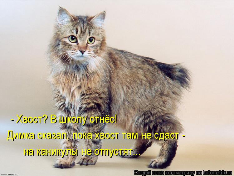 Котоматрица: - Хвост? В школу отнёс! Димка сказал, пока хвост там не сдаст - на каникулы не отпустят...