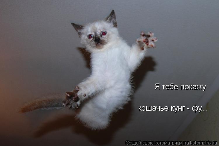 Я тебе покажу кошачье кунг - фу...... Котоматрица: Я тебе покажу кошачье кунг - фу...