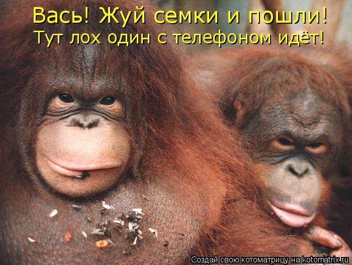 Вась! Жуй семки и пошли! Тут лох один с телефоном идёт!... Котоматрица: Вась! Жуй семки и пошли! Тут лох один с телефоном идёт!
