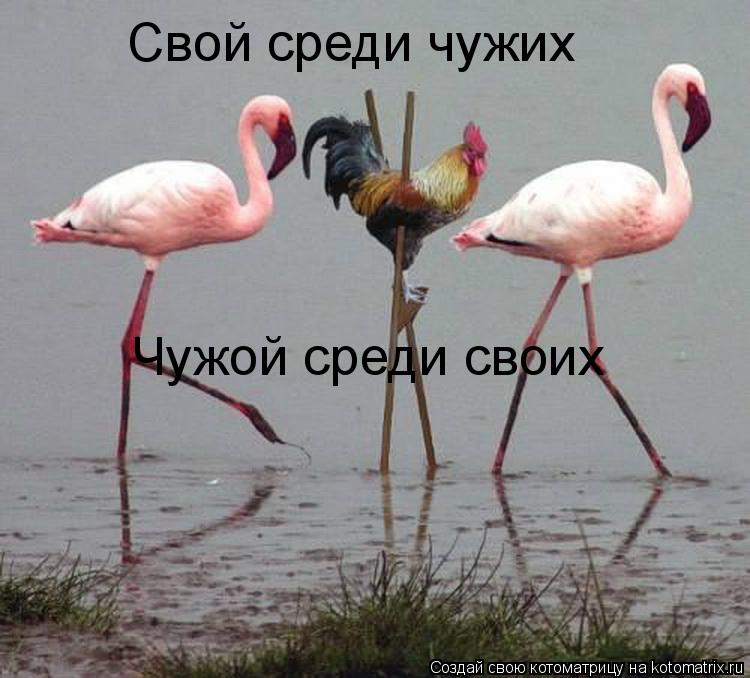 Свой среди чужих Чужой среди своих... Котоматрица: Свой среди чужих Чужой среди своих