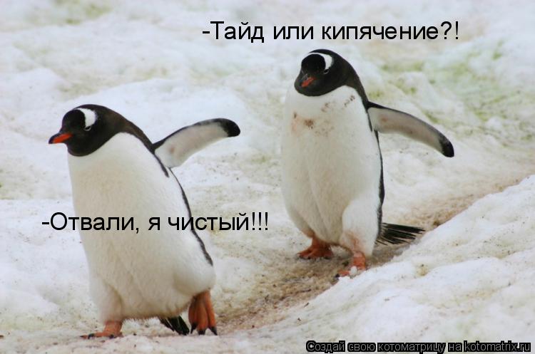 -Тайд или кипячение?! -Отвали, я чистый!!!... Котоматрица: -Тайд или кипячение?! -Отвали, я чистый!!!