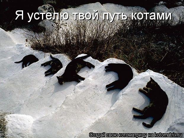 Я устелю твой путь котами... Котоматрица: Я устелю твой путь котами