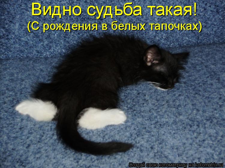 Видно судьба такая! (С рождения в белых тапочках)... Котоматрица: Видно судьба такая! (С рождения в белых тапочках)