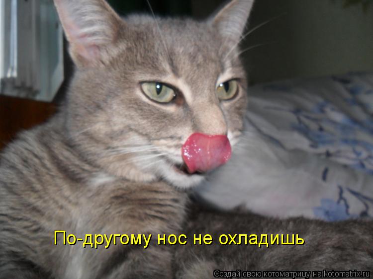 По-другому нос не охладишь... Котоматрица: По-другому нос не охладишь