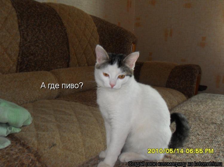 А где пиво?... Котоматрица: А где пиво?
