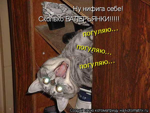 Ну нифига себе! Сколько ВАЛЕРЬЯНКИ!!!!! погуляю... погуляю... погуляю...... Котоматрица: Ну нифига себе! Сколько ВАЛЕРЬЯНКИ!!!!! погуляю... погуляю... погуляю...