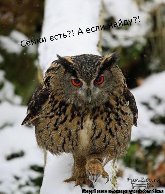 Сёмки есть?! А если найду?!... Котоматрица: Сёмки есть?! А если найду?!
