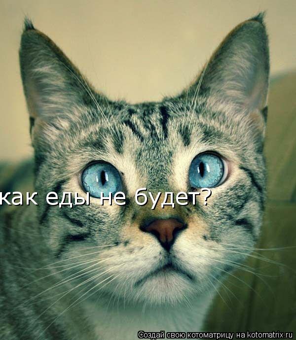 смотри мне в глаза смотри мне в глаза как еды не будет?... Котоматрица: смотри мне в глаза смотри мне в глаза как еды не будет?