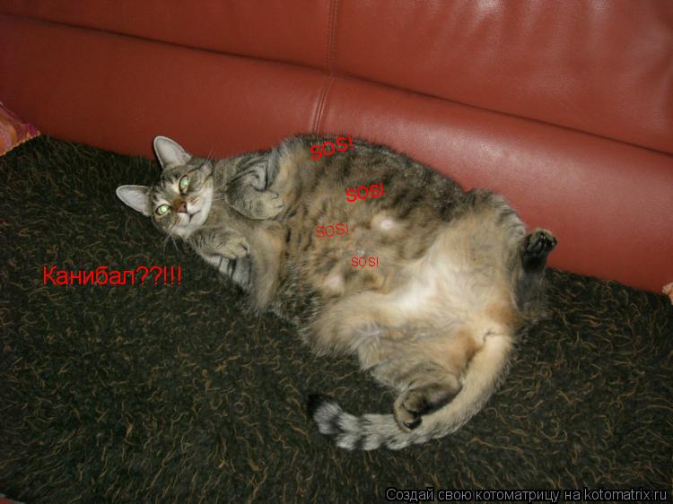 Канибал??!!! SOS! SOS! SOS! SOS!... Котоматрица: Канибал??!!! SOS! SOS! SOS! SOS!