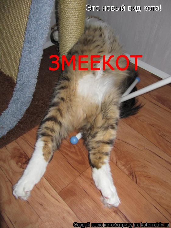 Котоматрица: Это новый вид кота! ЗМЕЕКОТ ЗМЕЕКОТ ЗМЕЕКОТ