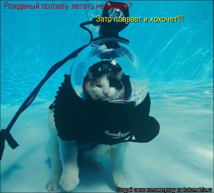 Рожденый ползать летать не может? Зато плавает и хохочет!!!... Котоматрица: Рожденый ползать летать не может? Зато плавает и хохочет!!!