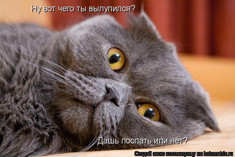 Ну вот чего ты вылупился? Дашь поспать или нет?... Котоматрица: Ну вот чего ты вылупился? Дашь поспать или нет?