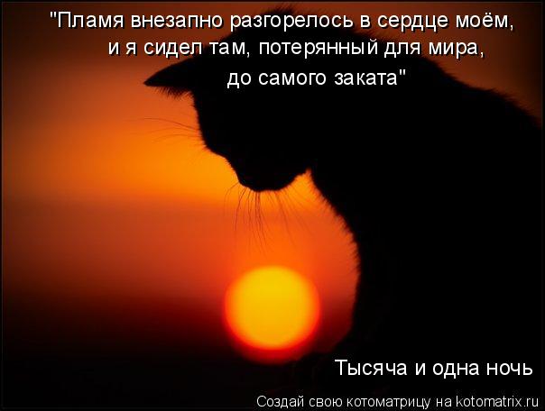 "Пламя внезапно разгорелось в сердце моём, и я сидел там, потерянный для мира, до самого заката" Тыся... Котоматрица: "Пламя внезапно разгорелось в сердце моём, и я сидел там, потерянный для мира, до самого заката" Тысяча и одна ночь