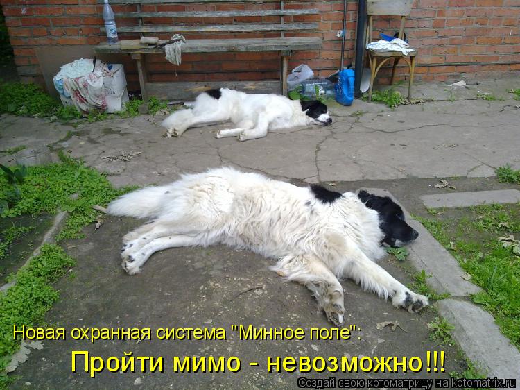 Новая охранная система "Минное поле": Пройти мимо - невозможно!!!... Котоматрица: Новая охранная система "Минное поле": Пройти мимо - невозможно!!!