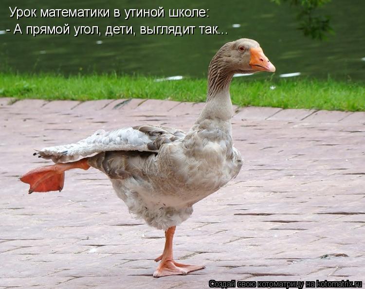 Урок математики в утиной школе: - А прямой угол, дети, выглядит так...... Котоматрица: Урок математики в утиной школе: - А прямой угол, дети, выглядит так...
