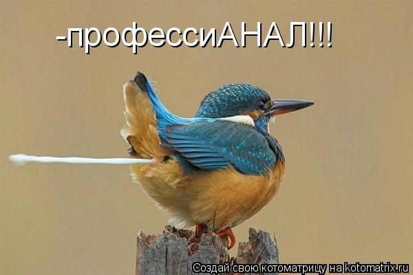 -профессиАНАЛ!!!... Котоматрица: -профессиАНАЛ!!!