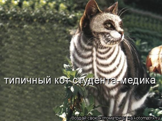 типичный кот студента-медика... Котоматрица: типичный кот студента-медика