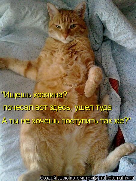 "Ищешь хозяина? почесал вот здесь, ушел туда А ты не хочешь поступить так же?"... Котоматрица: "Ищешь хозяина? почесал вот здесь, ушел туда А ты не хочешь поступить так же?"
