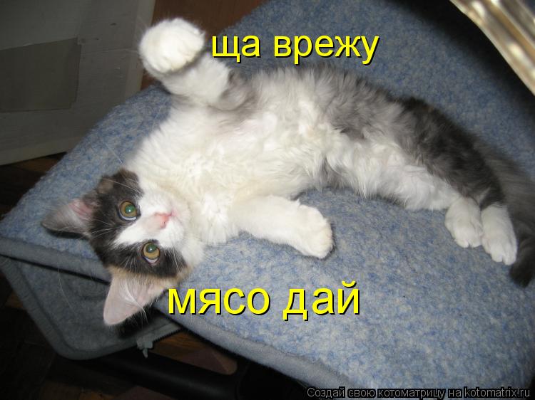 ща врежу мясо дай... Котоматрица: ща врежу мясо дай