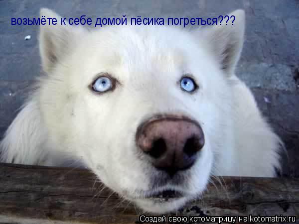 возьмёте к себе домой пёсика погреться???... Котоматрица: возьмёте к себе домой пёсика погреться???
