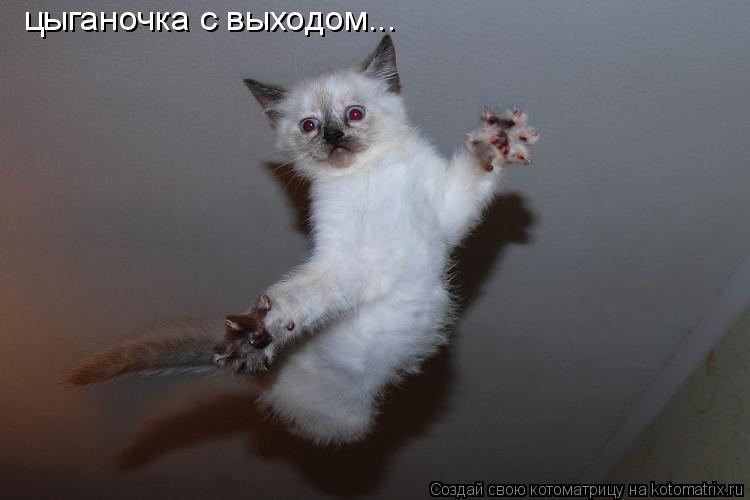 цыганочка с выходом...... Котоматрица: цыганочка с выходом...