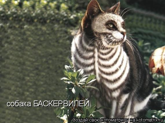собака БАСКЕРВИЛЕЙ... Котоматрица: собака БАСКЕРВИЛЕЙ