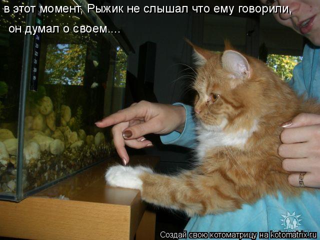 в этот момент, Рыжик не слышал что ему говорили, он думал о своем....... Котоматрица: в этот момент, Рыжик не слышал что ему говорили, он думал о своем....