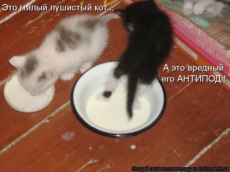 А это вредный Это милый пушистый кот... его АНТИПОД !... Котоматрица: А это вредный Это милый пушистый кот... его АНТИПОД !