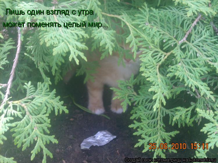 Лишь один взгляд с утра может поменять целый мир...... Котоматрица: Лишь один взгляд с утра может поменять целый мир...