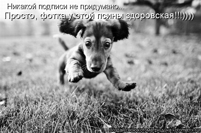Никакой подписи не придумано... Просто, фотка у этой псины здоровская!!!))))... Котоматрица: Никакой подписи не придумано... Просто, фотка у этой псины здоровская!!!))))
