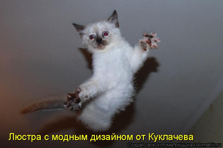 Котоматрица: Люстра с модным дизайном от Куклачева