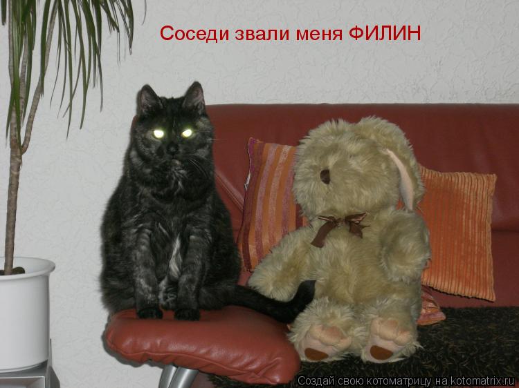 Соседи звали меня ФИЛИН... Котоматрица: Соседи звали меня ФИЛИН